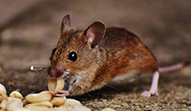 24 Hour & Emergency Exterminators in Schaumburg, IL